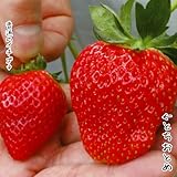 国華園　いちご苗　とちおとめ　3株