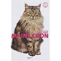 Le chat Maine Coon