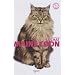 Le chat Maine Coon