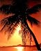 Ocean Tropical Sunset Palm Tree Beach Art Poster Print - 16
