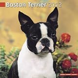 Kalender 2012 Boston Terrier
