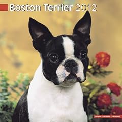 Boston Terrier 2012 Calendar 10019-12