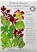 Outdoor Living : Lettuce Baby Mesclun Gourmet Certified Organic Seeds
