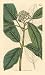 Curtis 1820 Antique Botanical Engraving of the Smooth Chinese Hawthorn