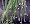 Fiber Optic Grass 4 Plants