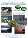 Relax on Utila, Bay Islands, in Honduras: Experience a Caribbean Island with Natural Sounds, Beautiful Oceans, Stunning Sunsets, and Underwater Views