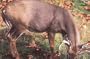 Martin Archery Game Targets - Whitetail Deer