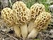 Mushroompatch Morel Kit