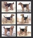 Airedale Terrier Dog Collectors Cards
