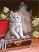 You're Home Early 1000pc Jigsaw Puzzle by Richard De Wolfe