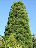 Seedeo Urwelt-Mammutbaum (Metasequoia glyptostroboides) 50 Samen