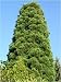 Urwelt-Mammutbaum (Metasequoia glyptostroboides) 50 Korn