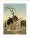 Abrahams tree Mamreh Hebron Holy Land (West Bank), c. 1890s, (S) Library Image