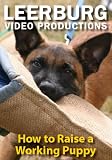How to Raise a Working Puppy DVD