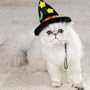 Zanies Halloween Cat Costume Witch Hat