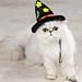 Cat Costume - Cat Halloween Witch Hat - One Size Fits All