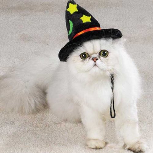 Cat Costume - Cat Halloween Witch Hat - One Size Fits All