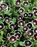 Total Eclipse Nemophila 250 Seeds