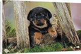 IMAGE OF Canvas Prints of JD-22086 DOG Rottweiler puppy looking through fence from Ardea Wildlife Pets
