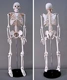 Human Skeleton Model 35 inch High