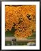 Autumn Leaves at Nitobe Japanese Garden, University of British Columbia, Vancouver, Canada Photography Framed Art Poster Print by Lawrence Worcester, 31x39