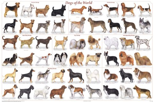 Dogs of the World Poster. dog breeds