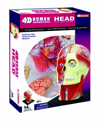 Unbekannt Fame Master 556064 - Anatomie Puzzle Kopf
