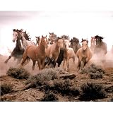 (13x19) Animal Wild Horses Running Print POSTER Photo Art Deco