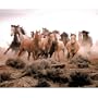 (13x19) Animal Wild Horses Running Print POSTER Photo Art Deco