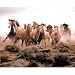 (13x19) Animal Wild Horses Running Print POSTER Photo Art Deco