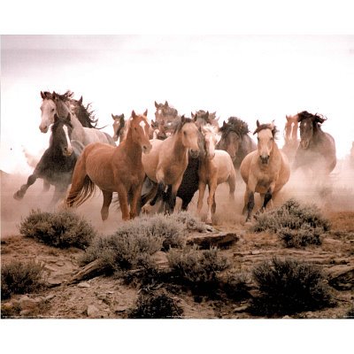 Animal Wild Horses Running Print POSTER Photo Art Deco - 19x13