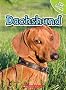 Dachshund