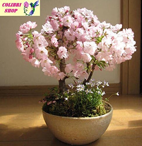 COLIBRISHOP_Bonsai Tree Japanese Sakura Seeds 20pcs, Bonsai Flower Cherry Blossoms