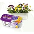 Organic Edible Flower Kit - Pansy