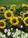 Helianthus (Sunflower) & White Antirrhinum Majus as Summer Bedding Photographic Poster Print by Michele Lamontagne, 18x24