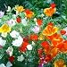 500 Seeds, Poppy "California Mix" (Eschscholzia californica) Packaged By Seed Needs