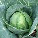 100 Seeds, Cabbage "Golden Acre" (Brassica oleracea) Seeds By Seed Needs