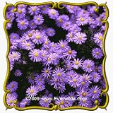 Prairie Aster (Aster tanacetifolia) Jumbo Wildflower Seed Packet - 2000 Seeds