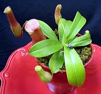 Large Red Asian Pitcher Plant