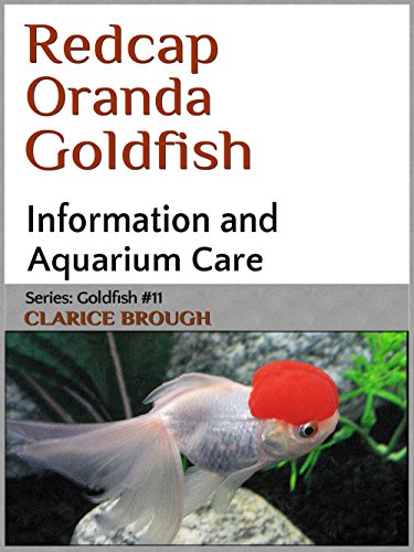 Redcap Oranda Goldfish