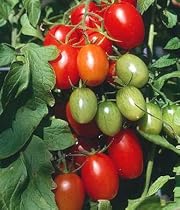 Juliet Grape Tomato 15 Seeds - High yields! - 1999 All-America Selection Winner