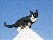 Prints of Black and white Greek CAT - standing on white pinnacle. from Ardea
