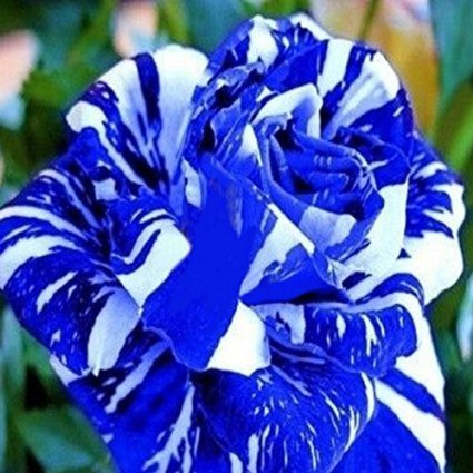 (Bsr200 New *Ambizu*) Flower Seeds 200pcs Seeds Blue Stripe Rose Rare Rose Rose Bush Blue White Dragon (Bsr200 New *Ambizu*) Flower Seeds 200pcs Seeds Blue Stripe Rose Rare Rose Rose Bush Blue White Dragon