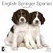 English Springer Spaniel 2010 Wall Calendar