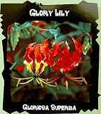 Glory Lily 6 Seeds - Gloriosa superba - Vine Lily