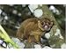 Photographic Print of Kinkajou, Sugar Bear from Ardea