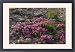 Framed Prints of Broadleaved Willowherb grows in carpets on the summer tundra from ArcticPhoto