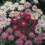 Pyrethrum Painted Daisy - 8 Plants - Robinson's Mix