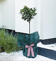 Single Holly Tree