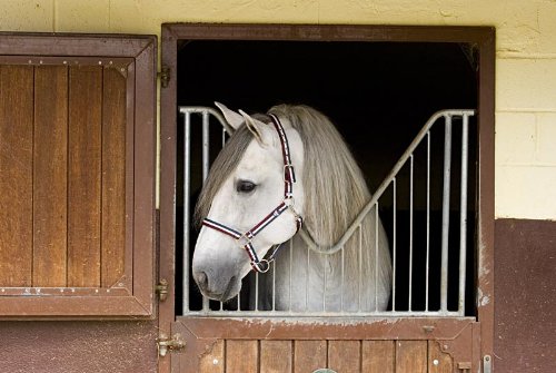 Saddlesmith of Texas Steinhoff Breastcollar - Natural Gold - Horse